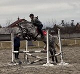 Жеребец в конкур