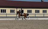 Gelding 2019