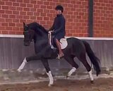 Талантливый 4л. мерин