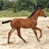 ГНЕДАЯ ГОЛШТИНСКАЯ КОБЫЛА 