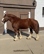 Владимирский мер. 2015 гр