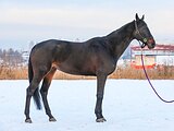 Будённов. коб. уровня ППЮ