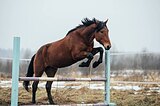 ФЛЕГМАТИЧНЫЙ ЖЕРЕБЕЦ • ХОБ