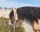 Золотой андалуз 