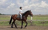 Мерин полу-тяж