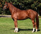 7-летний сын Secret