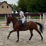 Мерин в конкур