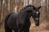 от Sezuan’s Donnerhall 3 y.o