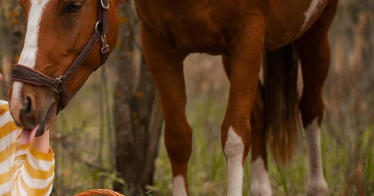 изварин тихий дон иллюстрации. на коне вороном выезжал. на коне вороном выезжал. тихий дон казачья слава. монголия охота с беркутом.