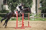 Жеребец 2017 гр