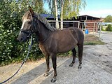 Сахара 