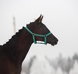 Боевой характер, что очень нужно в спорте