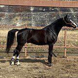 СТАРТОВЫЙ ОПЫТ ДО 130 СМ