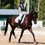 КОБЫЛА 7 ЛЕТ 177 СМ В ХОЛКЕ