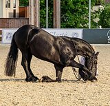 ФРИЗСКИЙ МЕРИН 165 СМ В ХОЛКЕ