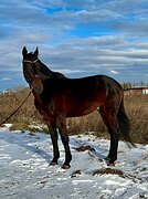 Молодой мерин