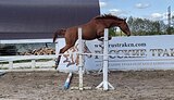 тракенка в конкур в/х165см 2021