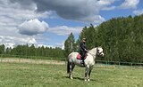 Лошадь в упряжь