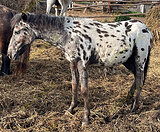 Аппалуза жеребчик