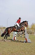 КОБЫЛА НА МАРШРУТЫ 120