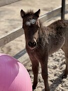 АМНА - КСК Созидатель