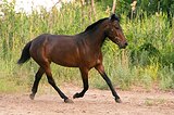 очаровательная кобылка