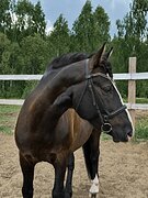 ПОНИ-КЛАСС В ВЫЕЗДКУ • ППЮ,
