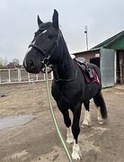 ЭФФЕКТНЫЙ ШАЙР