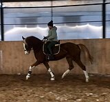 Белоногий рыжий мерин 2022г.р