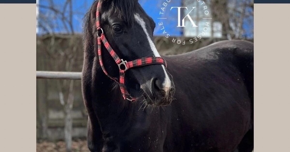 Alycia burton и ее лошадь. Смешные таблички на денник лошади. Алисия бартон. Можно конем. Мимика лошади в фотографиях.