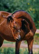 Молодая кобыла 