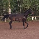 МЕРИН 5 ЛЕТ 168 СМ В ХОЛКЕ