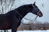 ГАННОВЕРСКИЙ МЕРИН