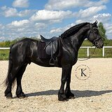 ФРИЗСКИЙ ЖЕРЕБЕЦ 5 ЛЕТ