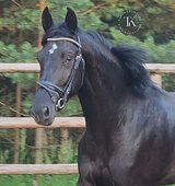 ЖЕРЕБЕЦ  3 ГОДА 172 СМ В ХОЛКЕ 