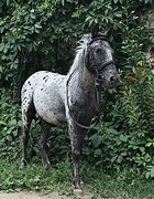 ПОНИ В ЛЮБУЮ ДИСЦИПЛИНУ 