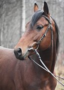 Шерхан Чистокровный верхов