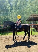 ВЫСОКИЙ МЕРИН • ЛЕГКИЙ В УП