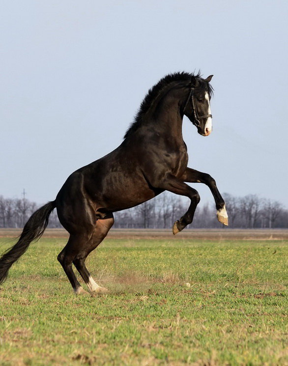 жеребчик Галлей