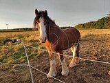Клайдесдайль из Европы
