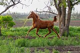 Жеребчик 