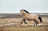 Жеребец 