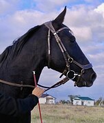 МЕРИН В ХОББИ