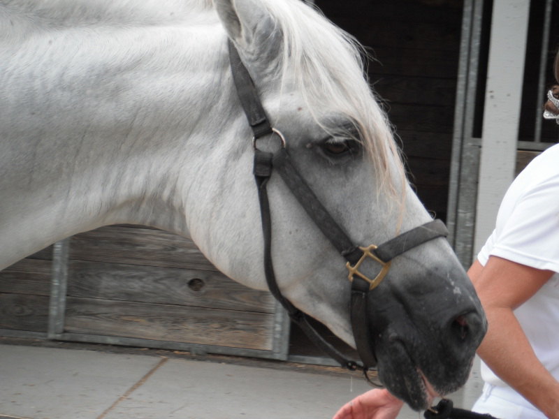 At the Lexington Kentucky Horse Park, Breyerfest in Kentucky, America. July 2012 