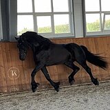 ШИКАРНЫЙ ФРИЗ 4 ГОДА