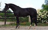 Кобыла KWPN (Kjento-Vivaldi)