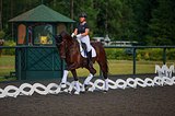  , KWPN Gelding