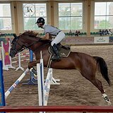 РЫЖАЯ ТРАКЕНЕНСКАЯ КОБЫЛА