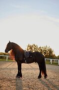 Шикарный Фриз