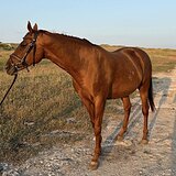 Буденновская кобыла